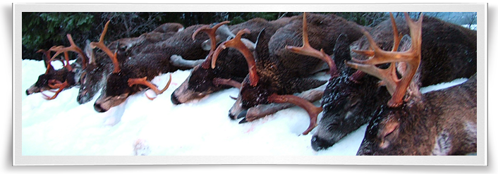 alaska-sitka-blacktail-deer-hunting-form