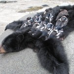 Alaska Black Bear Hunting