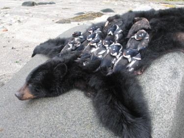 Alaska Black Bear Hunting