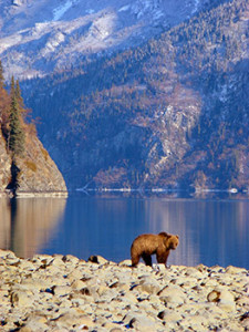 Alaska Brown Bear Hunts