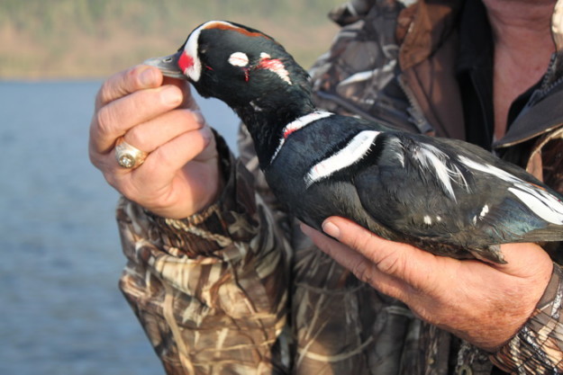 Alaska trophy sea duck hunts