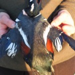 Alaska trophy sea duck hunts