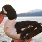 Alaska trophy sea duck hunts