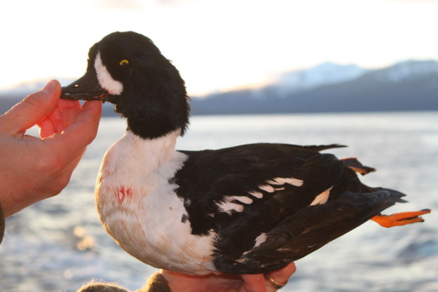 Alaska trophy sea duck hunts