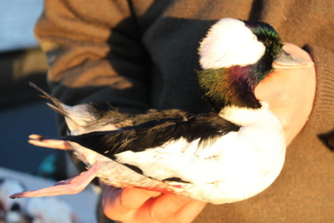 Alaska trophy sea duck hunts