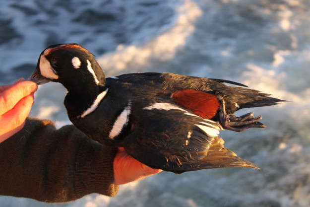 Alaska trophy sea duck hunts